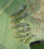 Caliroa sp.